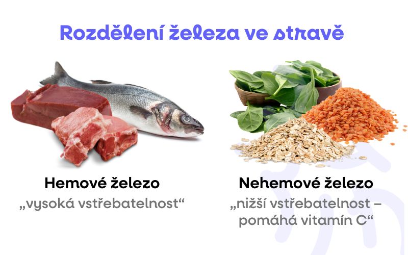 zelezo rozdeleni ve strave